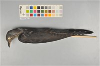 藏品(中杜鵑)的圖片